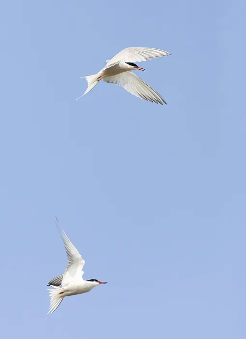 Framed Print : Common Tern, Sterna hirundo Framed Print : Common Tern, Sterna hirundo