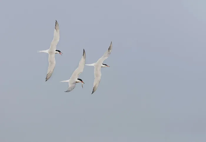 Framed Print : Common Tern, Sterna hirundo