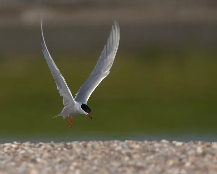 Framed Print : Common Tern, Sterna hirundo Framed Print : Common Tern, Sterna hirundo