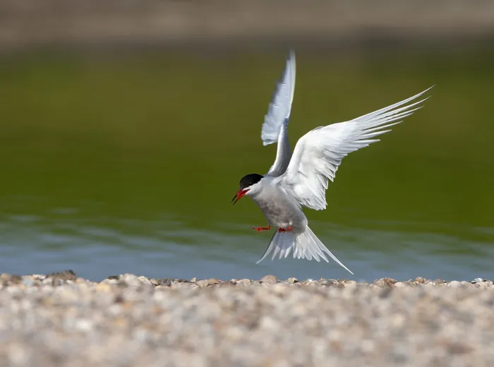 Framed Print : Common Tern, Sterna hirundo