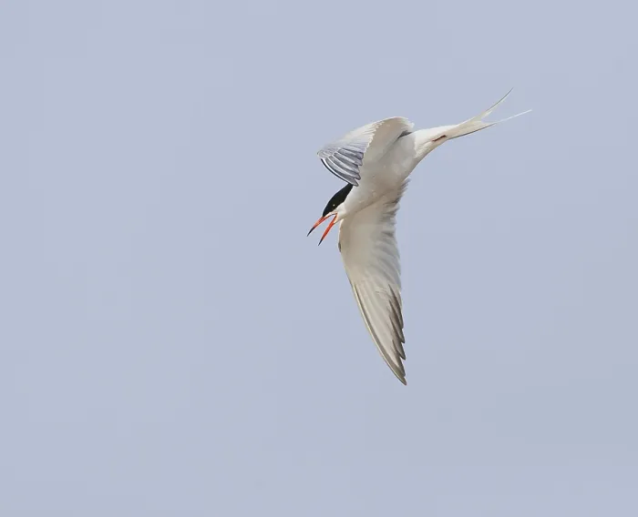 Framed Print : Common Tern, Sterna hirundo Framed Print : Common Tern, Sterna hirundo