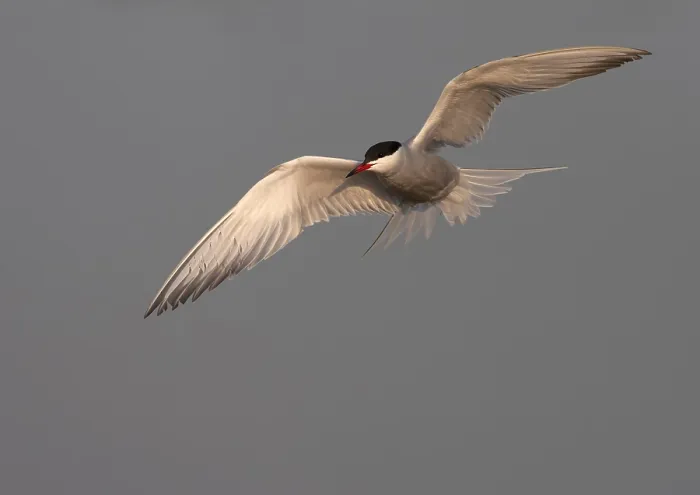 Framed Print : Common Tern, Sterna hirundo
