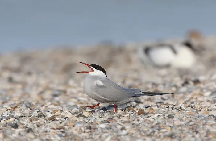 Framed Print : Common Tern, Sterna hirundo