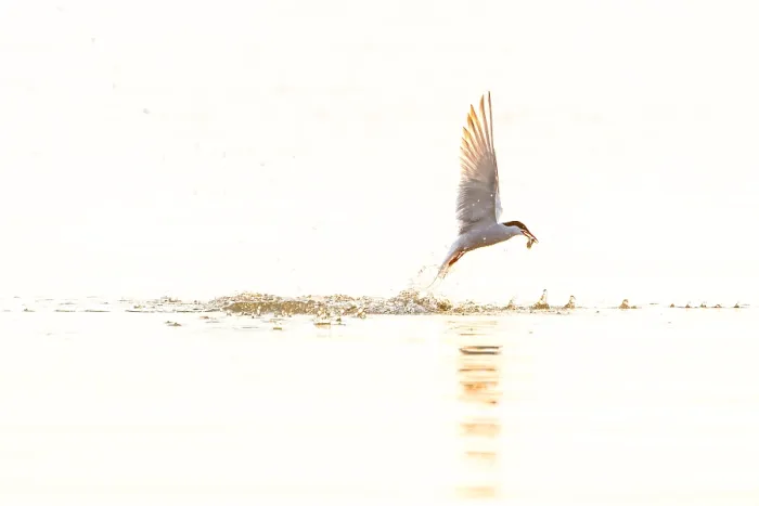 Framed Print : Common Tern, Sterna hirundo