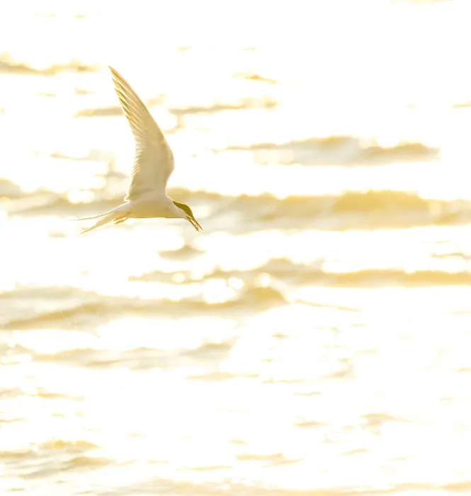 Framed Print : Common Tern, Sterna hirundo Framed Print : Common Tern, Sterna hirundo