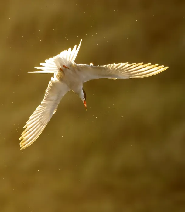 Framed Print : Common Tern, Sterna hirundo Framed Print : Common Tern, Sterna hirundo