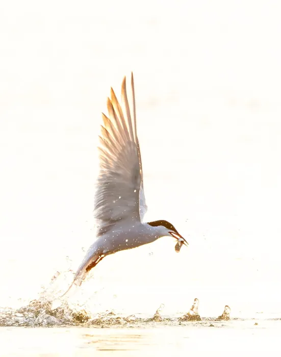 Framed Print : Common Tern, Sterna hirundo