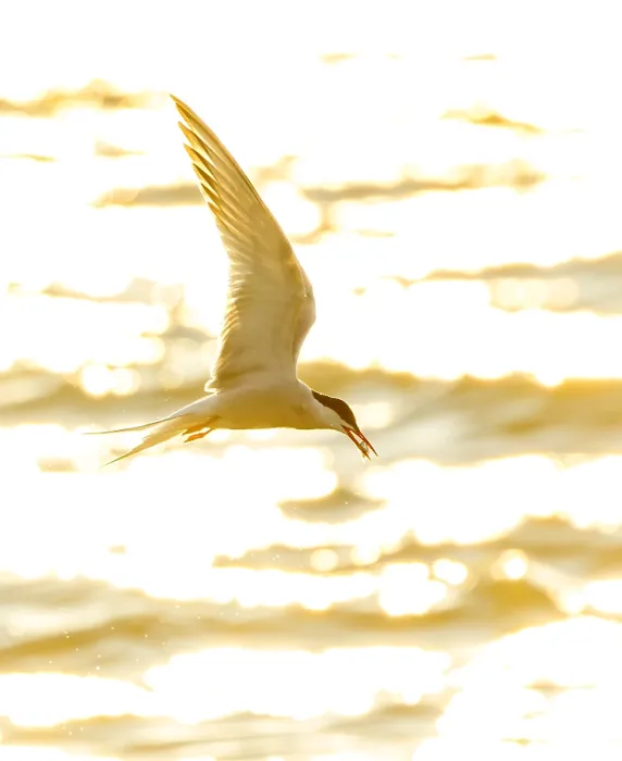 Framed Print : Common Tern, Sterna hirundo