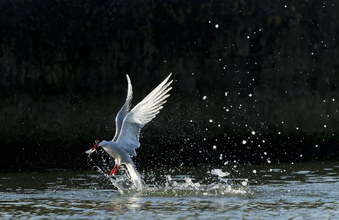 Framed Print : Common Tern, Sterna hirundo Framed Print : Common Tern, Sterna hirundo