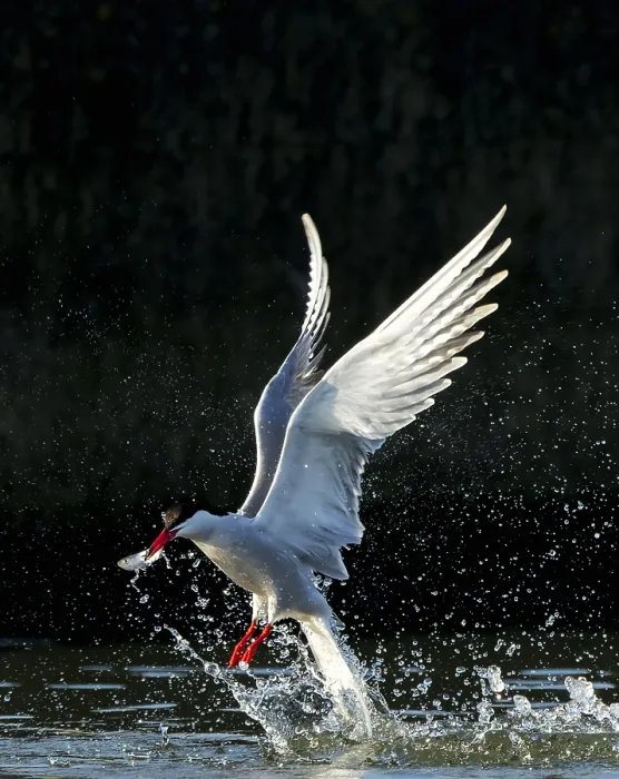 Framed Print : Common Tern, Sterna hirundo Framed Print : Common Tern, Sterna hirundo
