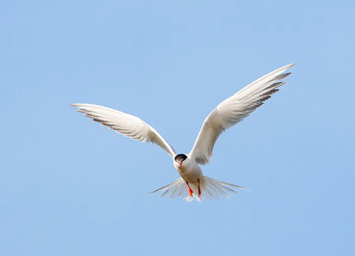 Framed Print : Common Tern, Sterna hirundo