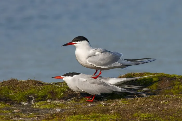 Framed Print : Common Tern, Sterna hirundo