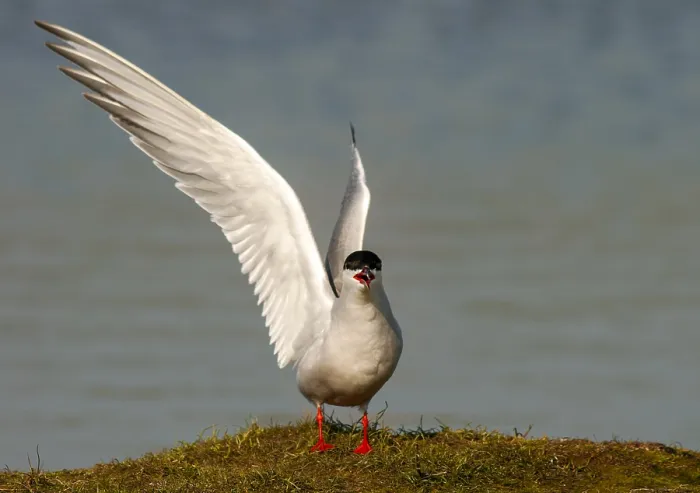Framed Print : Common Tern, Sterna hirundo