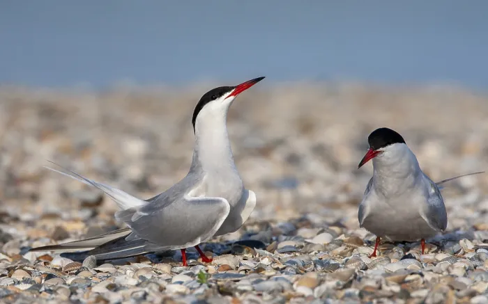 Framed Print : Common Tern, Sterna hirundo Framed Print : Common Tern, Sterna hirundo