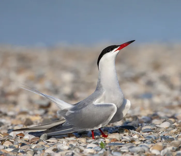 Framed Print : Common Tern, Sterna hirundo Framed Print : Common Tern, Sterna hirundo