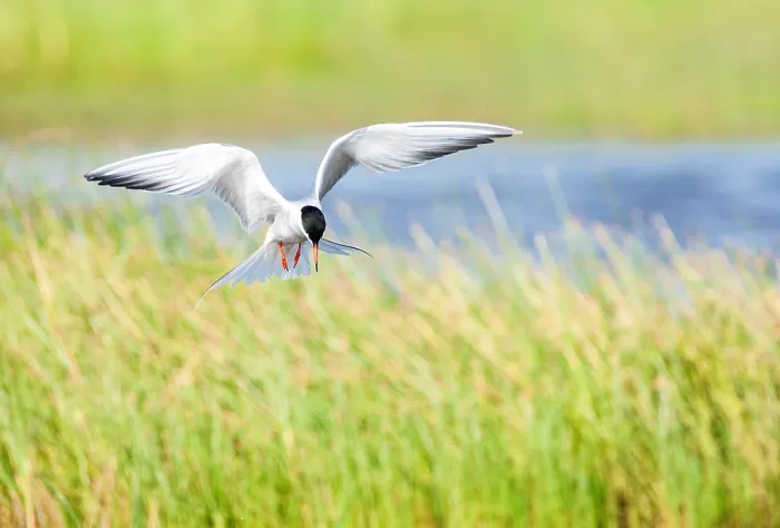 Framed Print : Common Tern, Sterna hirundo Framed Print : Common Tern, Sterna hirundo