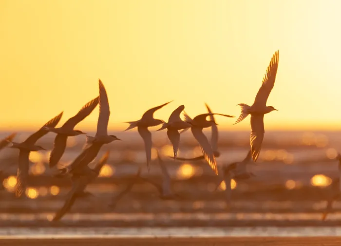 Framed Print : Common Tern, Sterna hirundo