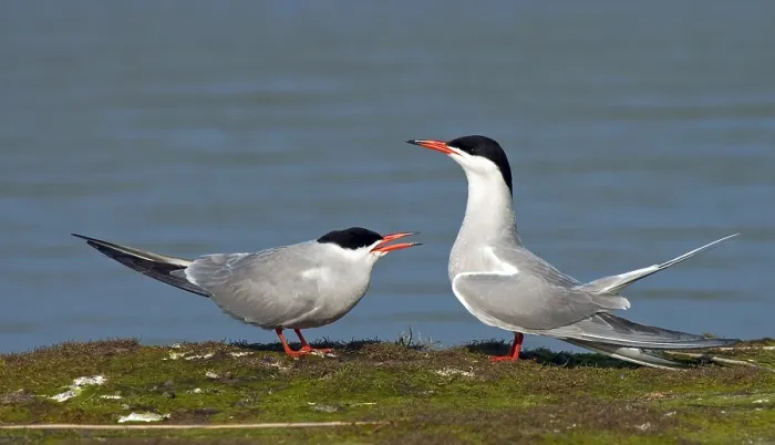 Framed Print : Common Tern, Sterna hirundo