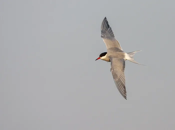 Framed Print : Common Tern, Sterna hirundo