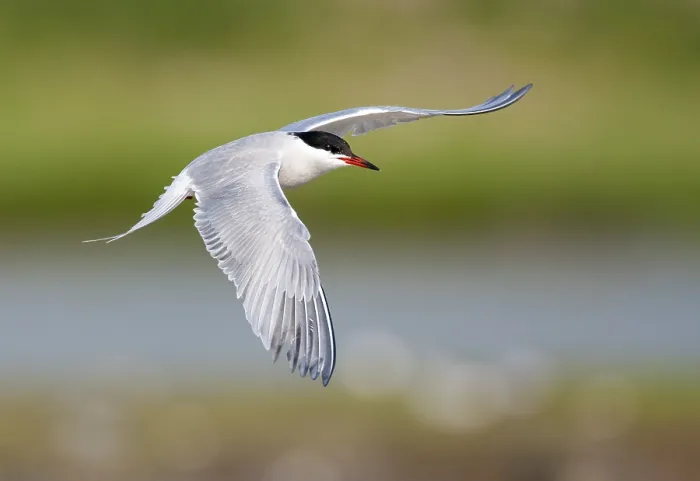 Framed Print : Common Tern, Sterna hirundo Framed Print : Common Tern, Sterna hirundo