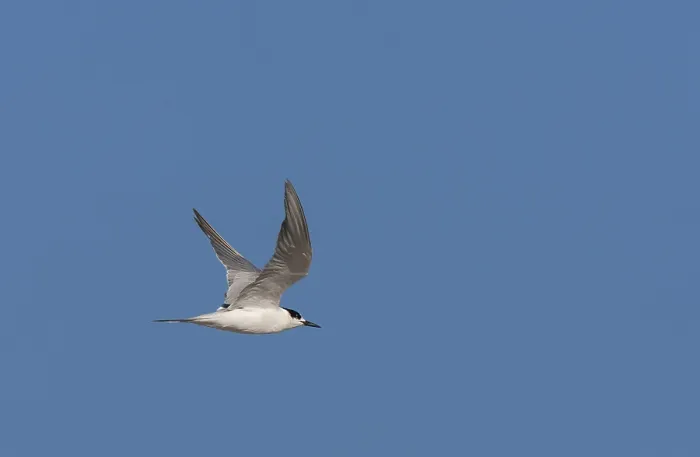 Framed Print : Common Tern, Sterna hirundo