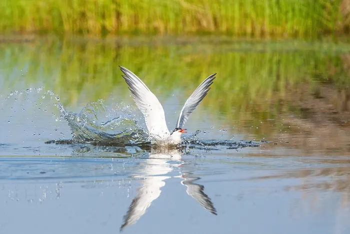 Framed Print : Common Tern, Sterna hirundo Framed Print : Common Tern, Sterna hirundo