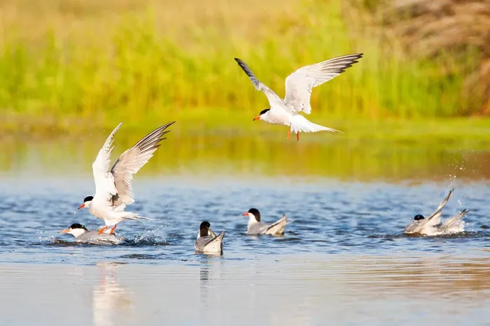 Framed Print : Common Tern, Sterna hirundo Framed Print : Common Tern, Sterna hirundo