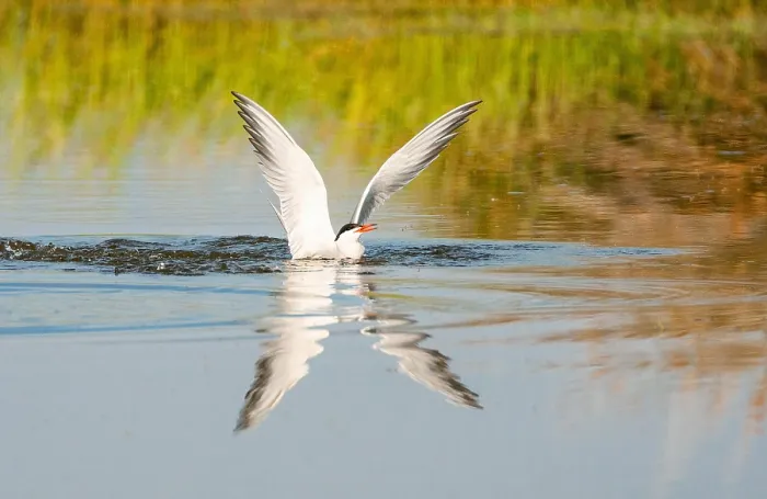 Framed Print : Common Tern, Sterna hirundo Framed Print : Common Tern, Sterna hirundo