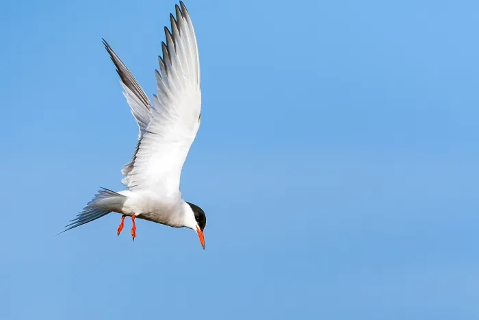 Framed Print : Common Tern, Sterna hirundo