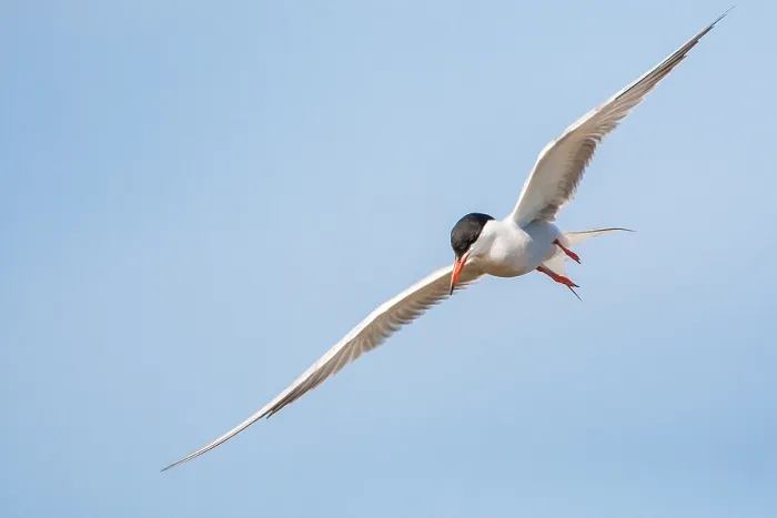 Framed Print : Common Tern, Sterna hirundo