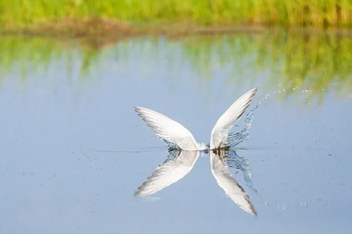 Framed Print : Common Tern, Sterna hirundo Framed Print : Common Tern, Sterna hirundo