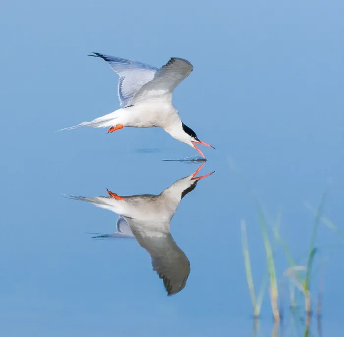 Framed Print : Common Tern, Sterna hirundo