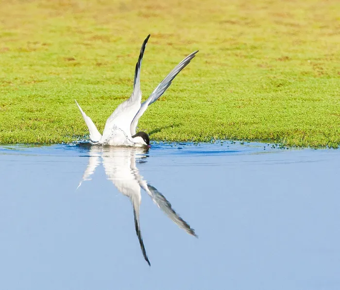 Framed Print : Common Tern, Sterna hirundo
