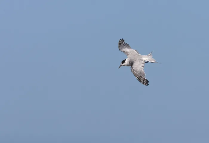 Framed Print : Common Tern, Sterna hirundo