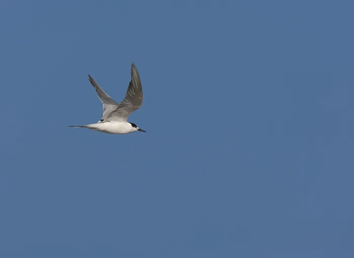 Framed Print : Common Tern, Sterna hirundo