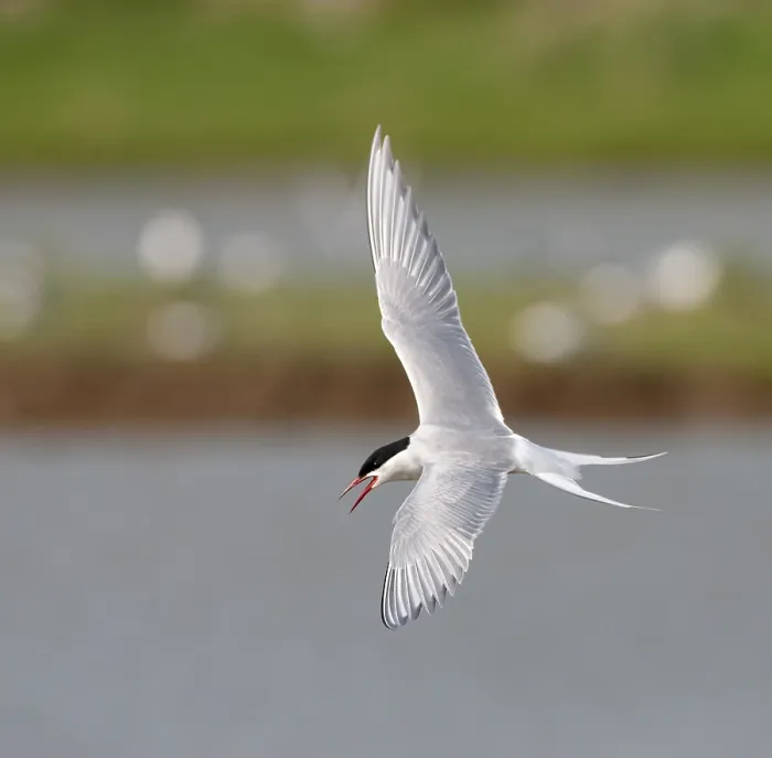 Framed Print : Common Tern, Sterna hirundo Framed Print : Common Tern, Sterna hirundo