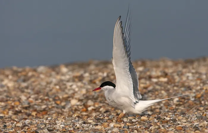 Framed Print : Common Tern, Sterna hirundo
