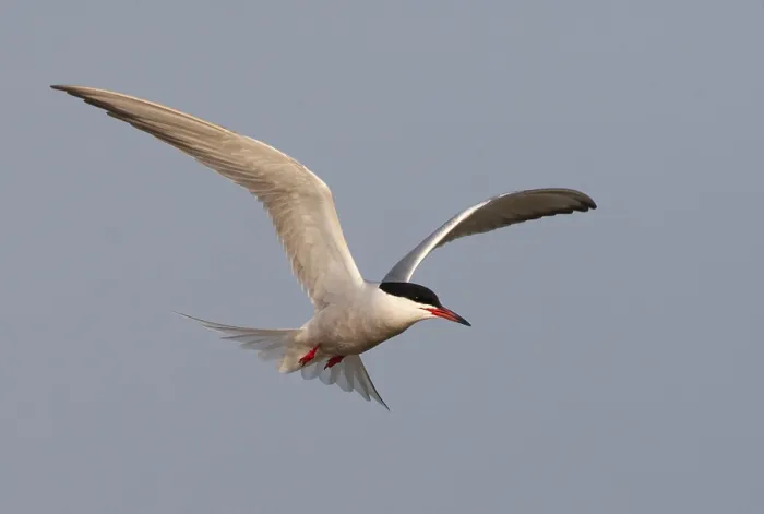 Framed Print : Common Tern, Sterna hirundo Framed Print : Common Tern, Sterna hirundo