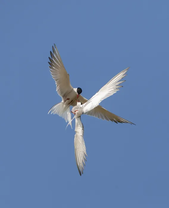 Framed Print : Common Tern, Sterna hirundo Framed Print : Common Tern, Sterna hirundo