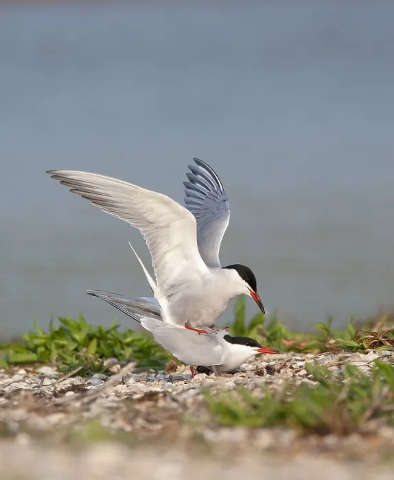 Framed Print : Common Tern, Sterna hirundo
