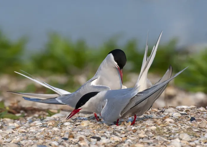 Framed Print : Common Tern, Sterna hirundo Framed Print : Common Tern, Sterna hirundo