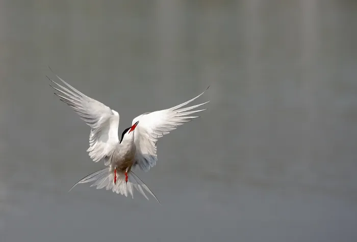 Framed Print : Common Tern, Sterna hirundo