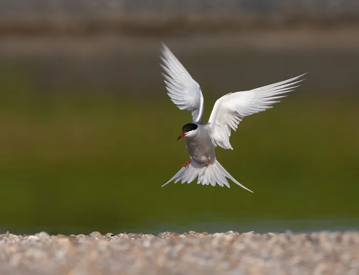 Framed Print : Common Tern, Sterna hirundo