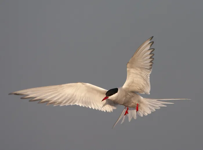 Framed Print : Common Tern, Sterna hirundo Framed Print : Common Tern, Sterna hirundo