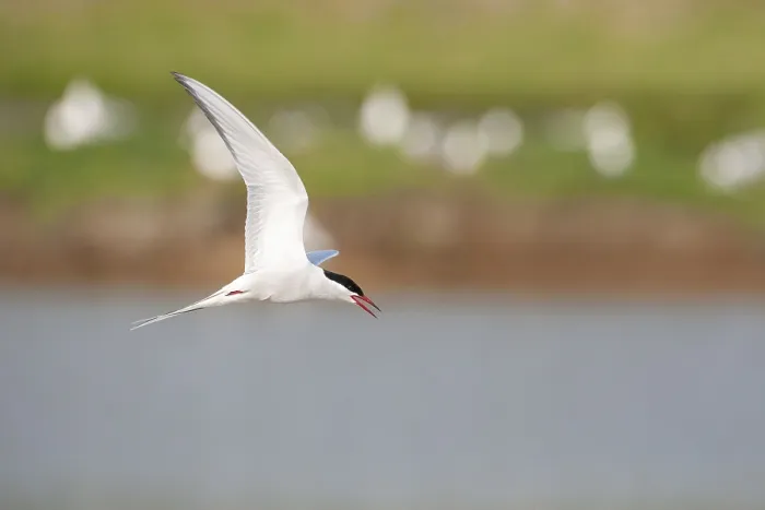 Framed Print : Common Tern, Sterna hirundo