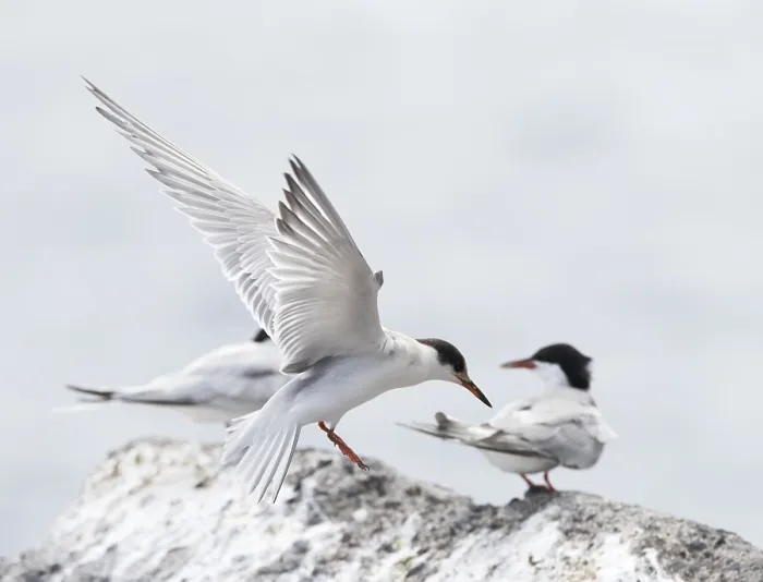 Framed Print : Common Tern, Sterna hirundo