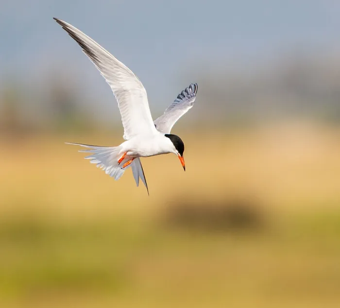 Framed Print : Common Tern, Sterna hirundo