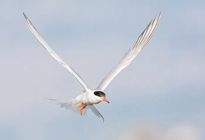 Framed Print : Common Tern, Sterna hirundo