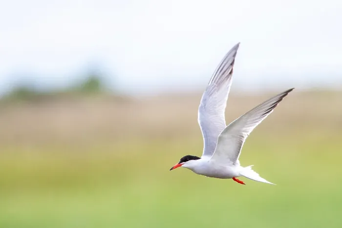 Framed Print : Common Tern, Sterna hirundo