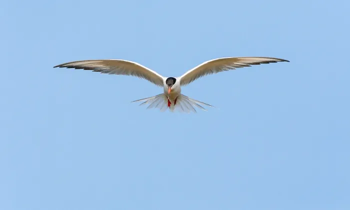 Framed Print : Common Tern, Sterna hirundo